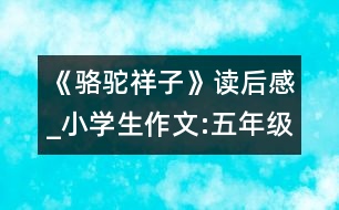 《駱駝祥子》讀后感_小學(xué)生作文:五年級(jí)