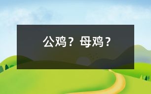 公雞？母雞？