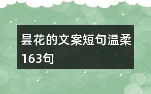 曇花的文案短句溫柔163句