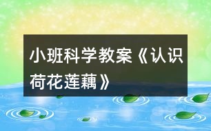 小班科學教案《認識荷花、蓮、藕》