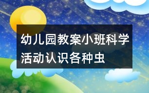 幼兒園教案小班科學(xué)活動認識各種蟲