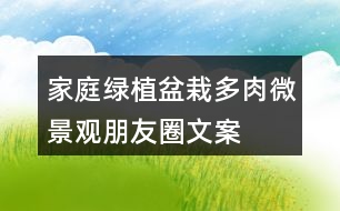 家庭綠植盆栽、多肉、微景觀朋友圈文案40句