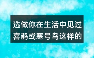 選做：你在生活中見過喜鵲或寒號鳥這樣的人嗎?說說他的小故事。