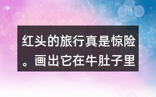 紅頭的旅行真是驚險。畫出它在牛肚子里旅行的路線，再把這個故事講給別人聽。