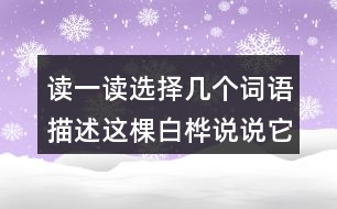 讀一讀選擇幾個詞語描述這棵白樺說說它給你留下什么印象