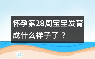 懷孕第28周寶寶發(fā)育成什么樣子了 ？