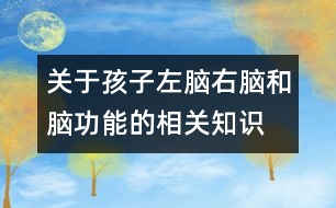 關于孩子左腦、右腦和腦功能的相關知識