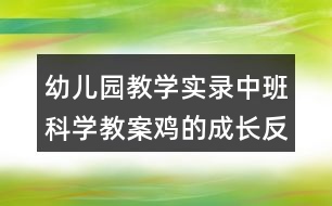 幼兒園教學(xué)實(shí)錄中班科學(xué)教案雞的成長(zhǎng)反思