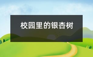 校園里的銀杏樹(shù)