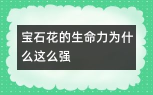 寶石花的生命力為什么這么強