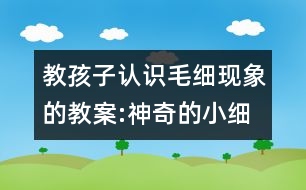 教孩子認識毛細現象的教案:神奇的小細管