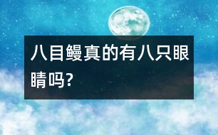 八目鰻真的有八只眼睛嗎?