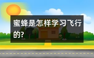 蜜蜂是怎樣學習飛行的?