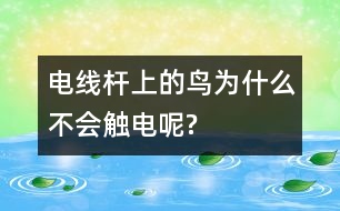 電線(xiàn)桿上的鳥(niǎo)為什么不會(huì)觸電呢?