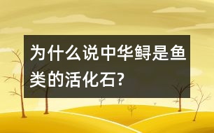 為什么說(shuō)中華鱘是魚(yú)類的活化石?