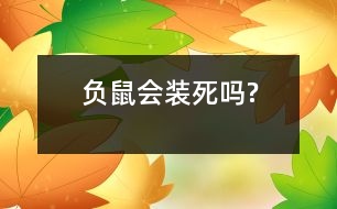 負(fù)鼠會裝死嗎?