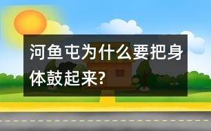 河魚(yú)屯為什么要把身體鼓起來(lái)?