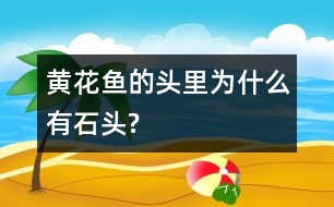 黃花魚(yú)的頭里為什么有石頭?