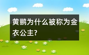 黃鸝為什么被稱為“金衣公主”?