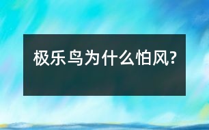 極樂鳥為什么怕風(fēng)?