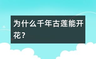 為什么千年古蓮能開花？