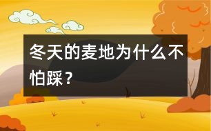 冬天的麥地為什么不怕踩？