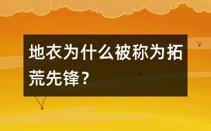 地衣為什么被稱為拓荒先鋒？