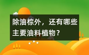 除油棕外，還有哪些主要油料植物？