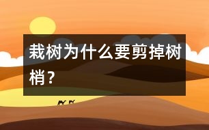 栽樹為什么要剪掉樹梢？