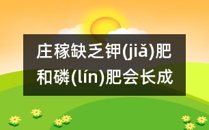 莊稼缺乏鉀(jiǎ)肥和磷(lín)肥會長成什么樣？