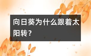 向日葵為什么跟著太陽轉(zhuǎn)？