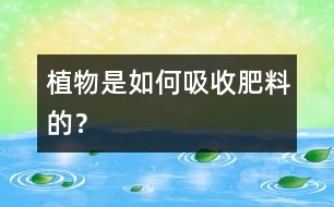 植物是如何吸收肥料的？